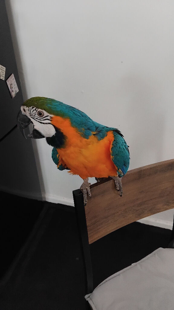Pablo blue and gold macaw