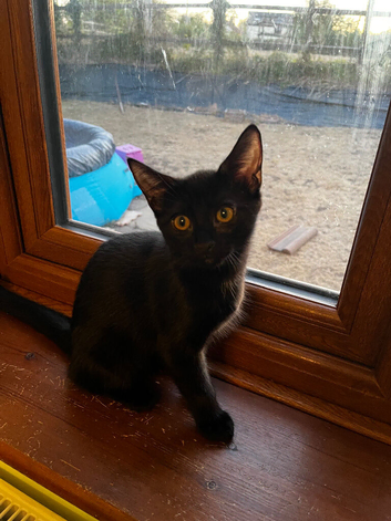 Beautiful kittens, forever homes wanted.
