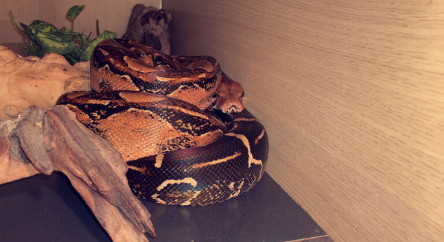 Boa