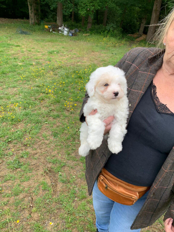 Very friendly yorkiepoo boy pups