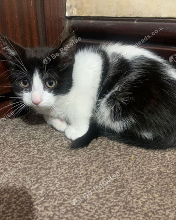 male 2 month old