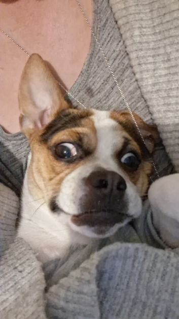 Jack Russell x