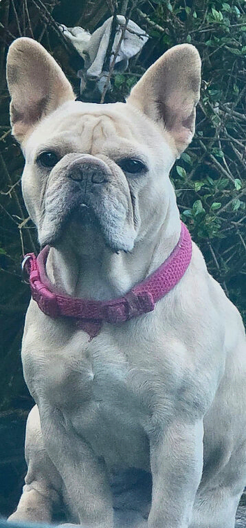 Female frenchie