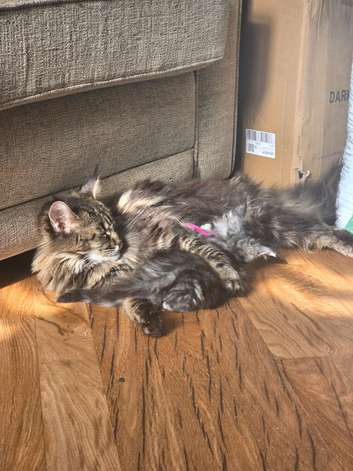 2 beautiful girls left