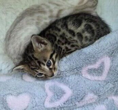 OUTSTANDING BENGAL KITTENS
