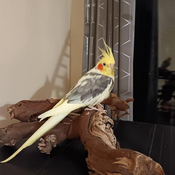 Selling Lutino and Cinnamon Cockatiel Male