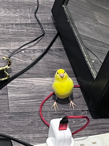 Canary Boy