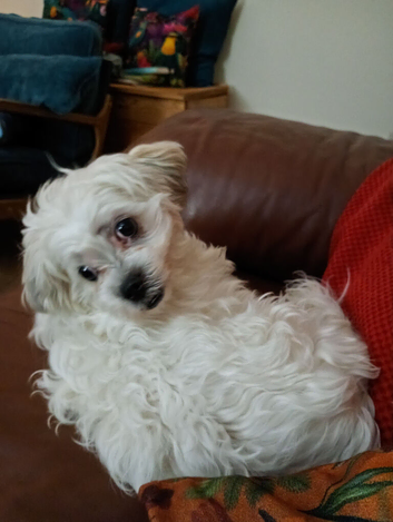 Female Bichon Frise x Llaso Puppy
