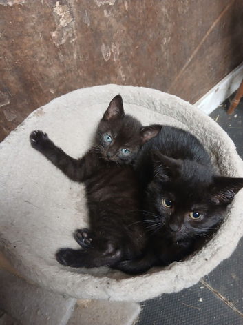 Mixed breed kittens