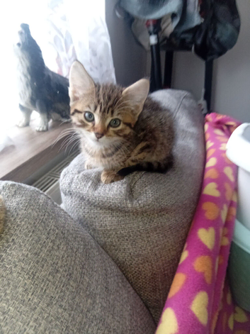 Kitten female