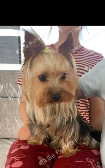 Miniature yorkshire terrier girl