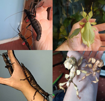 Stick Insects and Isopods