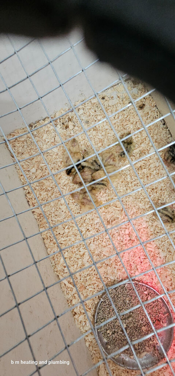 2 week old quails unsex