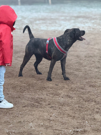 Presa Canario x Rottweiler puppies
