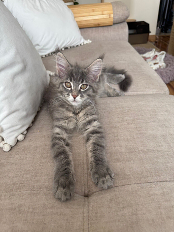 Maine Coon kittens