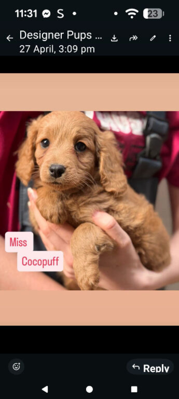 Cavapoo pups