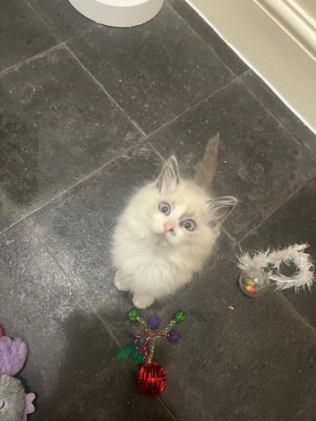 3 blue lynx Ragdolls