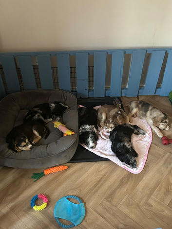 Stunning F2b Cockapoo puppies