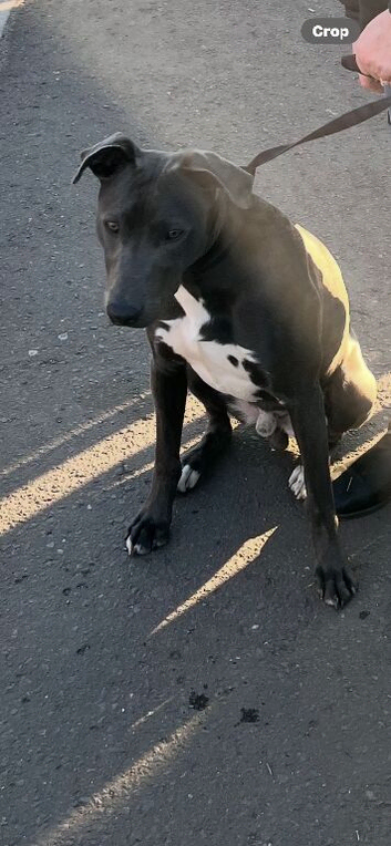 Bull greyhound Lurcher