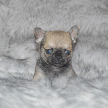 EXTENSIVELY HEALTH TESTED KC REG CHIHUAHUAS