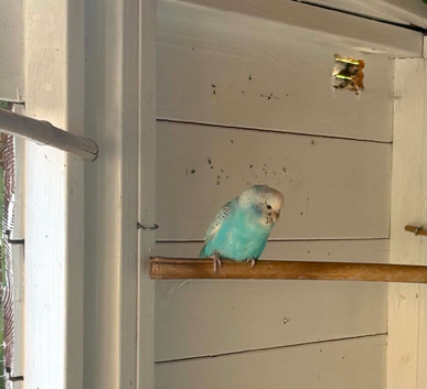Budgies for sale