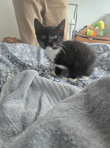 9 week old kitten