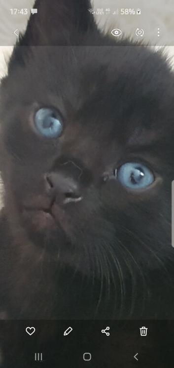 Kittens