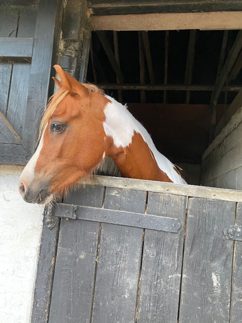 Beautiful Welsh sec B x Arab