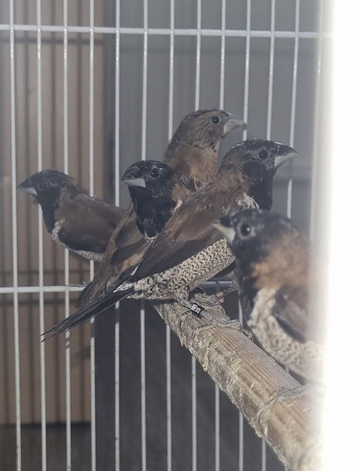 Black-faced Munia