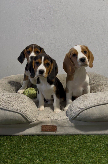Extensively DNA tested puppies