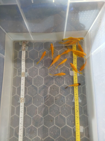Yellow Comet. around 3 inch. please read ad for price. nice selection