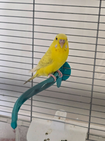 Female budgie breeding