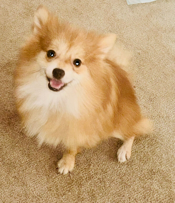 Nice Orange and white small pure brand Pomerania