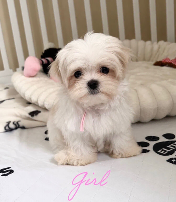 KC Korean line toy/mini maltese puppies