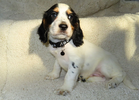 KC Registered Cocker Spaniels