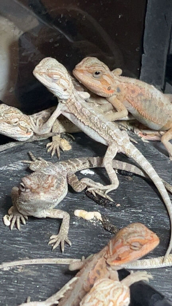 Baby bearded dragons for sale