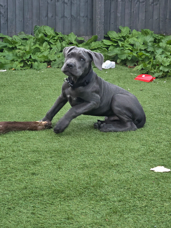 14 week old cane corso male