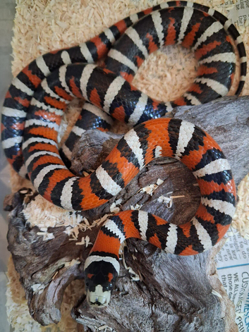 Arizona Mountain King snakes
