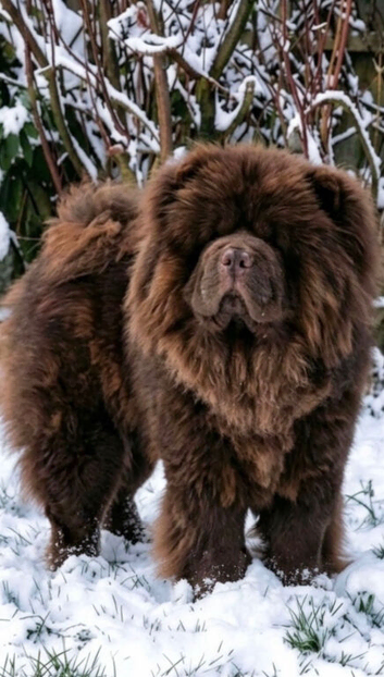2 year old Chocolate Chow Chow