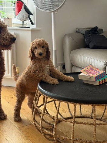 Standard poodle boy