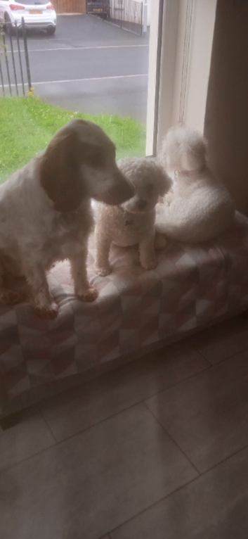 Dog walking  and pet sitting service