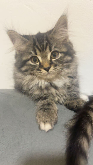 british shorthair x kittens