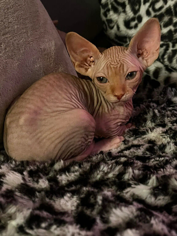 Beautiful male sphinx kitten