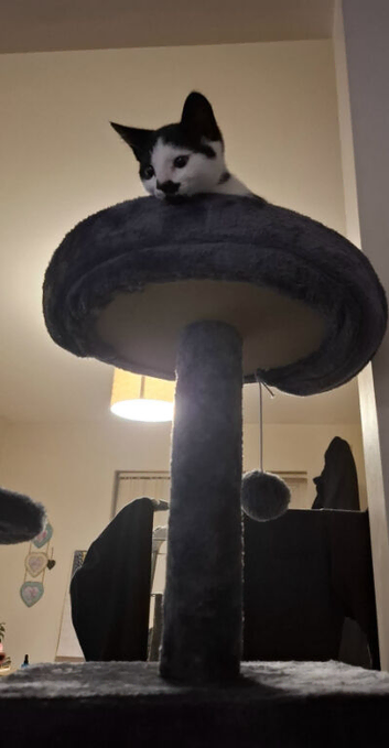 Black amd white male kitten
