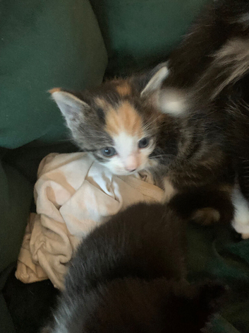 Kittens litter of 3
