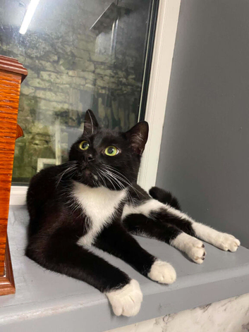 Lovely male tuxedo cat