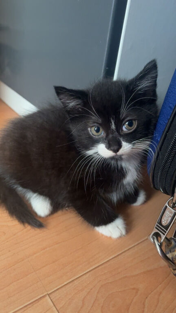 Kitten need rehoming