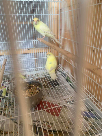 Kakariki pair