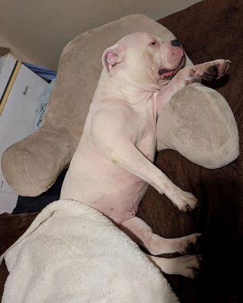 Beautiful American Bulldog Puppies