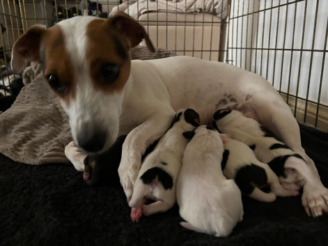 Jack Russell x Jack chi puppies